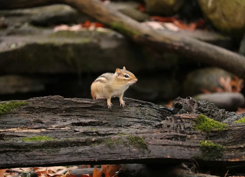 Tablou Canvas, "Veverița pe trunchiul muschiului verde", Chipmunk, Driftwood, Autumn, Moss, Forest, Alert, Nature, Woodland, Wilderness, Camouflage, 54 x 39 cm – poza 2