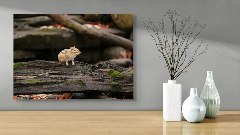 Tablou Canvas, "Veverița pe trunchiul muschiului verde", Chipmunk, Driftwood, Autumn, Moss, Forest, Alert, Nature, Woodland, Wilderness, Camouflage, 70 x 50 cm – poza 3
