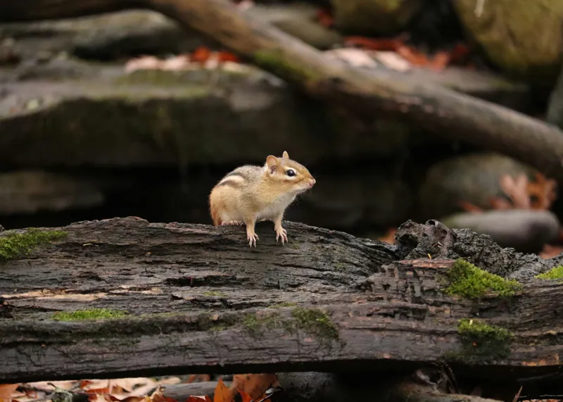 Tablou Canvas, "Veverița pe trunchiul muschiului verde", Chipmunk, Driftwood, Autumn, Moss, Forest, Alert, Nature, Woodland, Wilderness, Camouflage, 70 x 50 cm – poza 2
