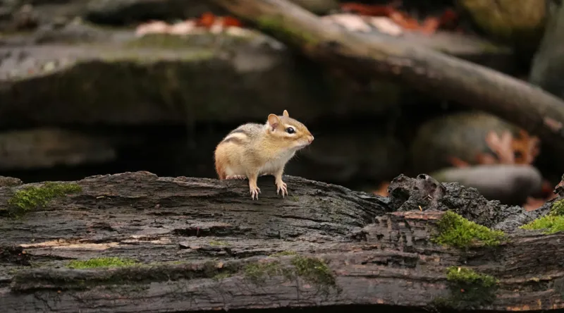 Tablou Canvas, "Veverița pe trunchiul muschiului verde", Chipmunk, Driftwood, Autumn, Moss, Forest, Alert, Nature, Woodland, Wilderness, Camouflage, 90 x 50 cm – poza 2