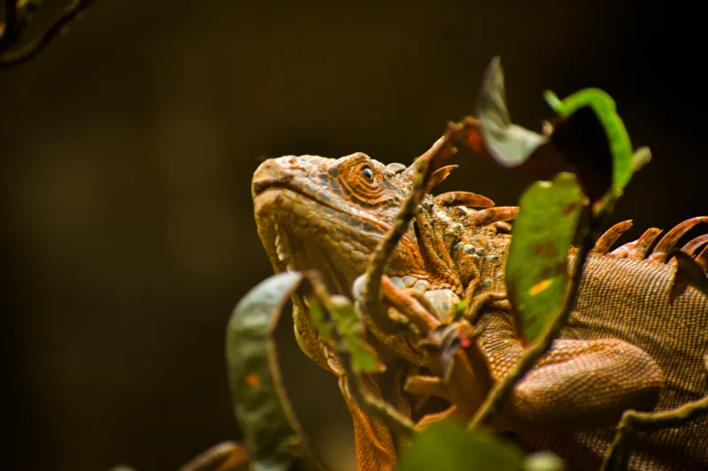 Tablou Canvas, "Iguana printre frunze verzi și uscate", Iguana, Frunziș, Reptilă, Natură, Verde, Ochi, Solzi, Ramură, 39 x 26 cm – poza 2