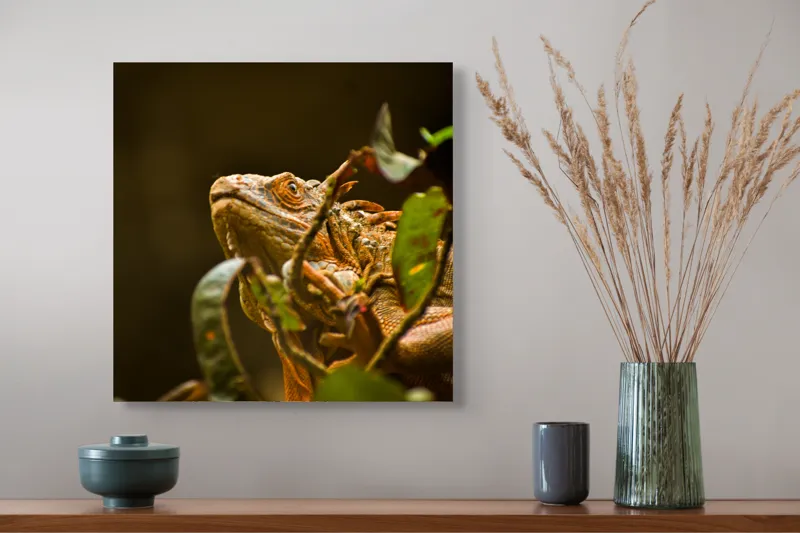 Tablou Canvas, "Iguana printre frunze verzi și uscate", Iguana, Frunziș, Reptilă, Natură, Verde, Ochi, Solzi, Ramură, 50 x 50 cm – poza 4