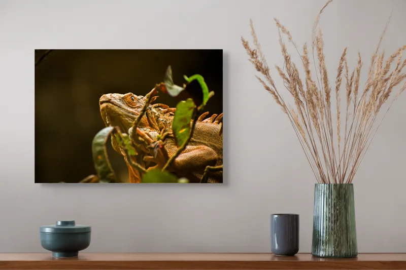Tablou Canvas, "Iguana printre frunze verzi și uscate", Iguana, Frunziș, Reptilă, Natură, Verde, Ochi, Solzi, Ramură, 54 x 39 cm – poza 4
