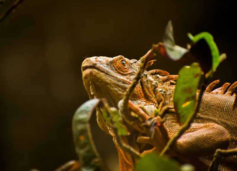 Tablou Canvas, "Iguana printre frunze verzi și uscate", Iguana, Frunziș, Reptilă, Natură, Verde, Ochi, Solzi, Ramură, 54 x 39 cm – poza 2