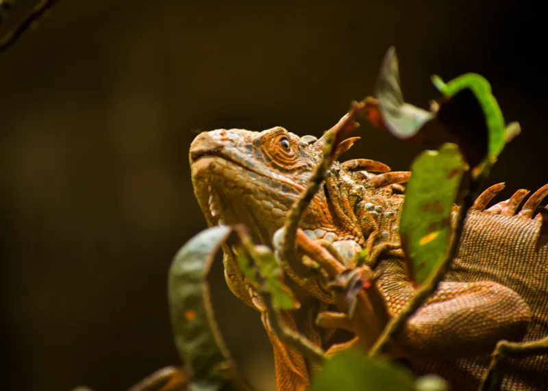 Tablou Canvas, "Iguana printre frunze verzi și uscate", Iguana, Frunziș, Reptilă, Natură, Verde, Ochi, Solzi, Ramură, 70 x 50 cm – poza 2