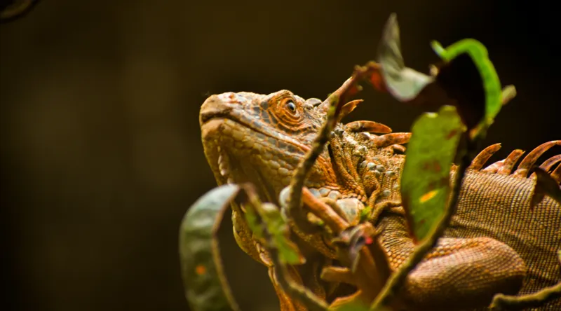 Tablou Canvas, "Iguana printre frunze verzi și uscate", Iguana, Frunziș, Reptilă, Natură, Verde, Ochi, Solzi, Ramură, 90 x 50 cm – poza 2