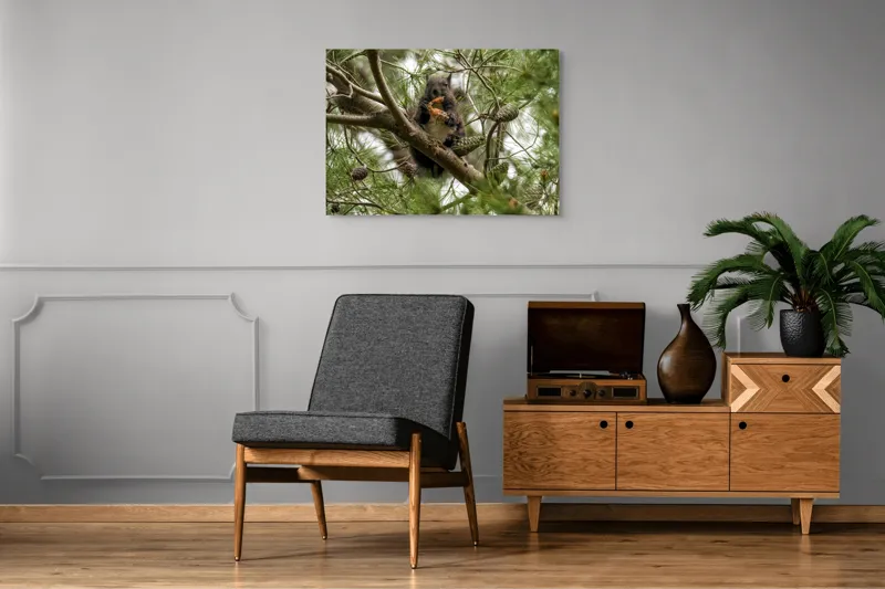 Tablou Canvas, "Veverița gurmandă în copac de pin", Nu pot să identific cine este în imagine., 100 x 70 cm – poza 8