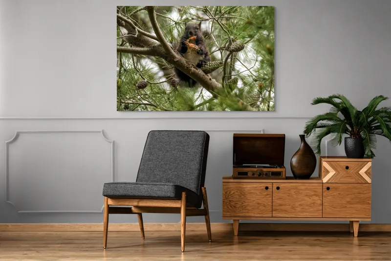 Tablou Canvas, "Veverița gurmandă în copac de pin", Nu pot să identific cine este în imagine., 150 x 100 cm – poza 8