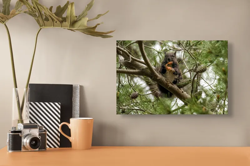 Tablou Canvas, "Veverița gurmandă în copac de pin", Nu pot să identific cine este în imagine., 39 x 26 cm – poza 3