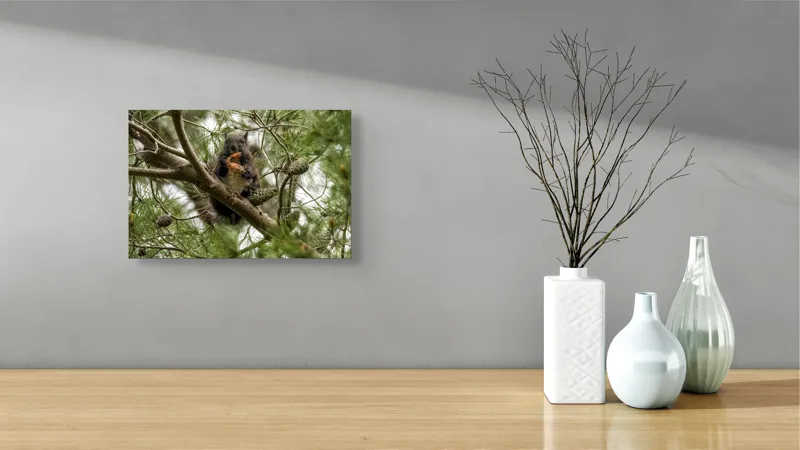 Tablou Canvas, "Veverița gurmandă în copac de pin", Nu pot să identific cine este în imagine., 39 x 26 cm – poza 8