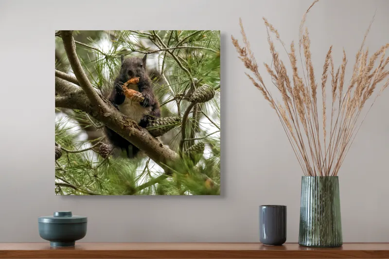 Tablou Canvas, "Veverița gurmandă în copac de pin", Nu pot să identific cine este în imagine., 50 x 50 cm – poza 4