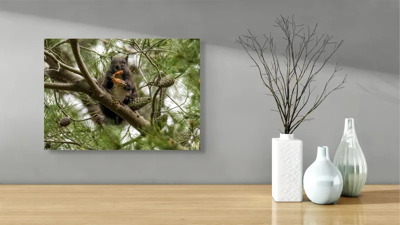 Tablou Canvas, "Veverița gurmandă în copac de pin", Nu pot să identific cine este în imagine., 54 x 39 cm – poza 3