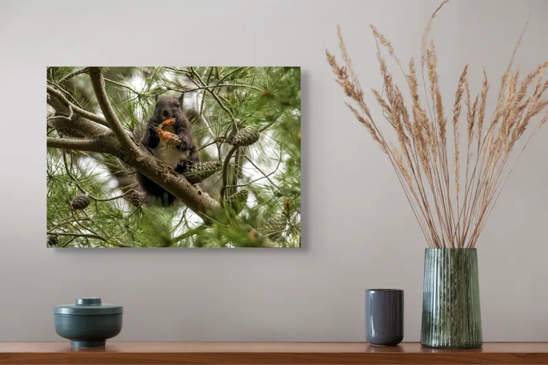 Tablou Canvas, "Veverița gurmandă în copac de pin", Nu pot să identific cine este în imagine., 54 x 39 cm – poza 4