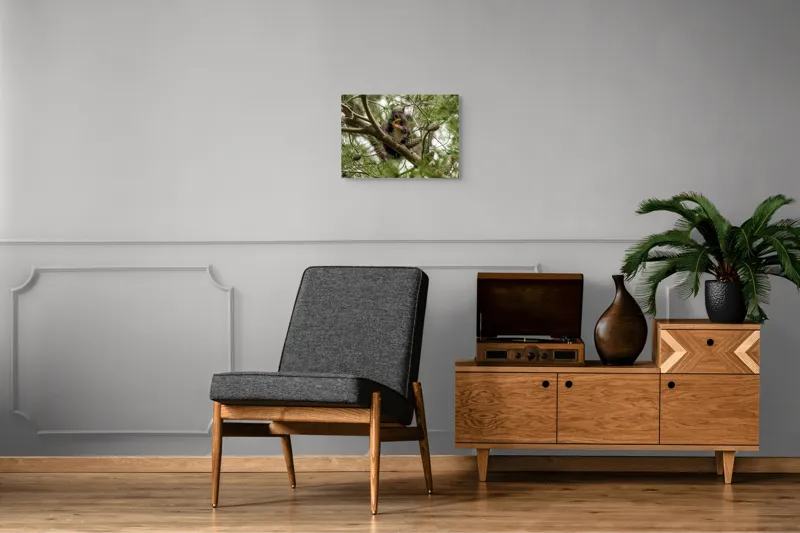 Tablou Canvas, "Veverița gurmandă în copac de pin", Nu pot să identific cine este în imagine., 54 x 39 cm – poza 7