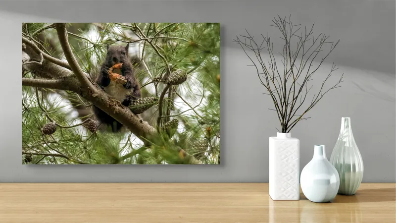 Tablou Canvas, "Veverița gurmandă în copac de pin", Nu pot să identific cine este în imagine., 70 x 50 cm – poza 3