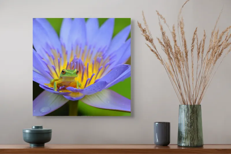 Tablou Canvas, "Broasca pe floare de nufăr albăstruie", Floare, Broască, Mov, Verde, Natură, Frumusețe, Delicatețe, 50 x 50 cm – poza 4