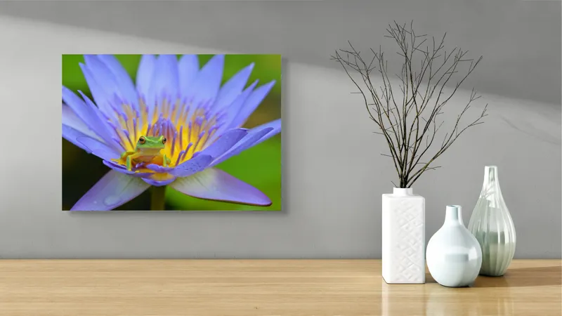 Tablou Canvas, "Broasca pe floare de nufăr albăstruie", Floare, Broască, Mov, Verde, Natură, Frumusețe, Delicatețe, 54 x 39 cm – poza 3