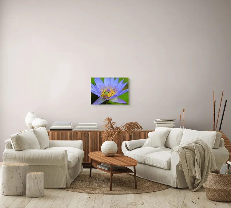 Tablou Canvas, "Broasca pe floare de nufăr albăstruie", Floare, Broască, Mov, Verde, Natură, Frumusețe, Delicatețe, 54 x 39 cm – poza 5