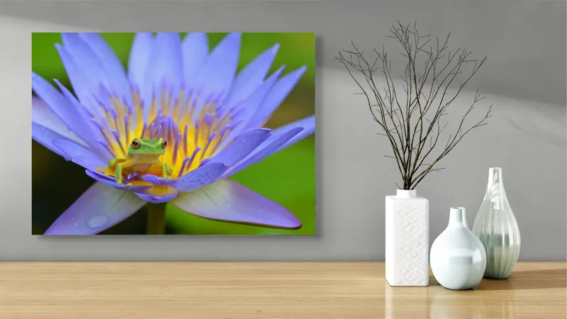 Tablou Canvas, "Broasca pe floare de nufăr albăstruie", Floare, Broască, Mov, Verde, Natură, Frumusețe, Delicatețe, 70 x 50 cm – poza 3