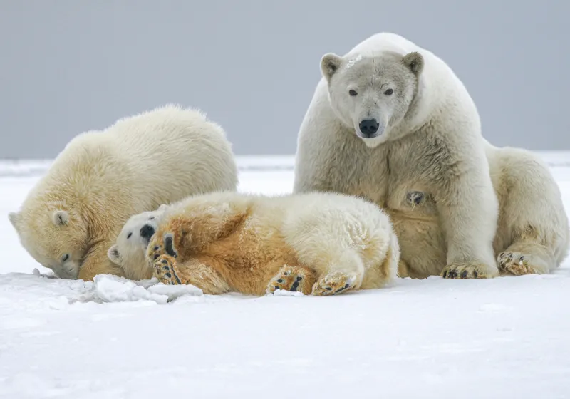 Tablou Canvas, "Urs polar cu pui pe gheață albă", Nu pot identifica sau recunoaște persoane sau animale în imagini., 100 x 70 cm – poza 2