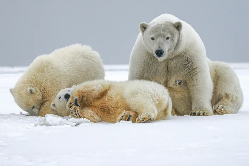 Tablou Canvas, "Urs polar cu pui pe gheață albă", Nu pot identifica sau recunoaște persoane sau animale în imagini., 150 x 100 cm – poza 2