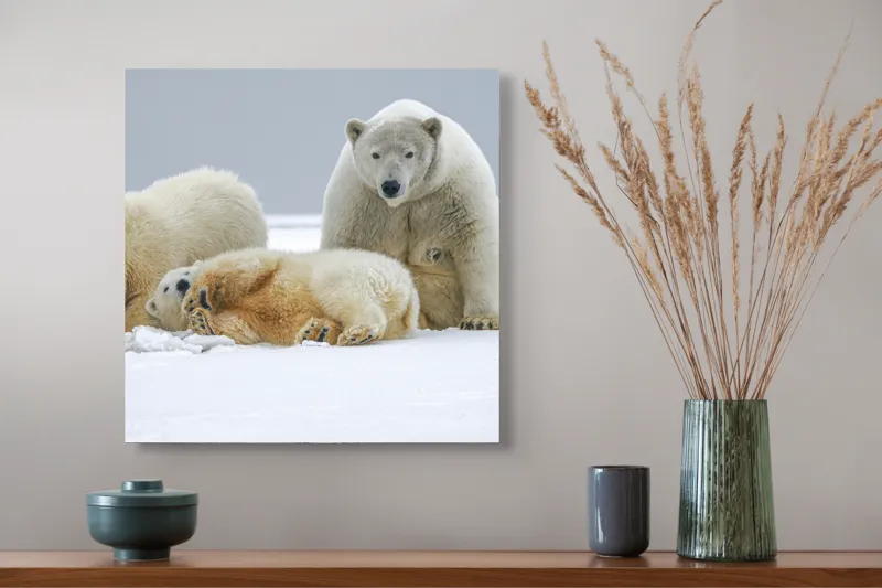 Tablou Canvas, "Urs polar cu pui pe gheață albă", Nu pot identifica sau recunoaște persoane sau animale în imagini., 50 x 50 cm – poza 4