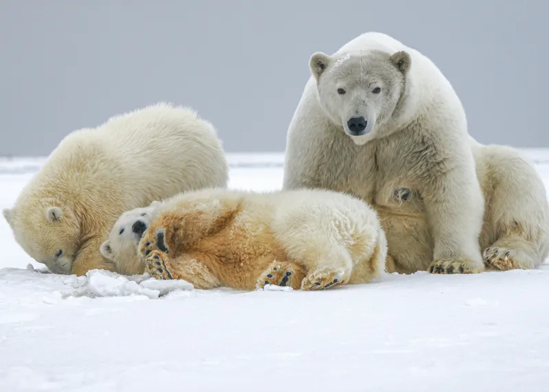 Tablou Canvas, "Urs polar cu pui pe gheață albă", Nu pot identifica sau recunoaște persoane sau animale în imagini., 70 x 50 cm – poza 2