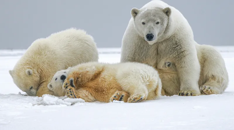 Tablou Canvas, "Urs polar cu pui pe gheață albă", Nu pot identifica sau recunoaște persoane sau animale în imagini., 90 x 50 cm – poza 2