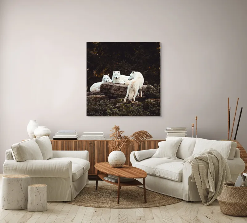 Tablou Canvas, "Lupi albi odihnindu-se în pădure", Lupi, Stânci, Pădure, Vegetație, Odihnă, Priviri, Alb, 100 x 100 cm – poza 3