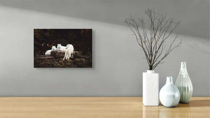 Tablou Canvas, "Lupi albi odihnindu-se în pădure", Lupi, Stânci, Pădure, Vegetație, Odihnă, Priviri, Alb, 39 x 26 cm – poza 8