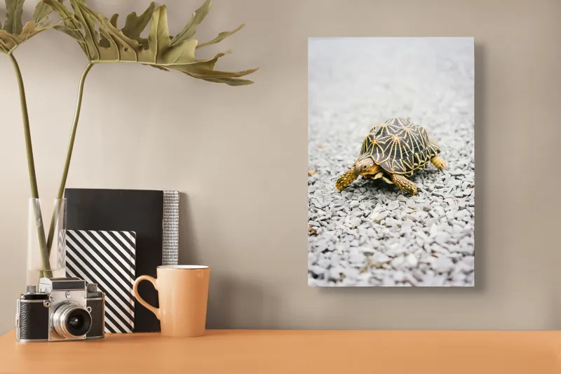 Tablou Canvas, "Testoasa pe covor de pietricele cenusii", 26 x 39 cm – poza 3