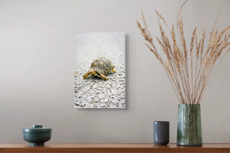 Tablou Canvas, "Testoasa pe covor de pietricele cenusii", 26 x 39 cm – poza 5