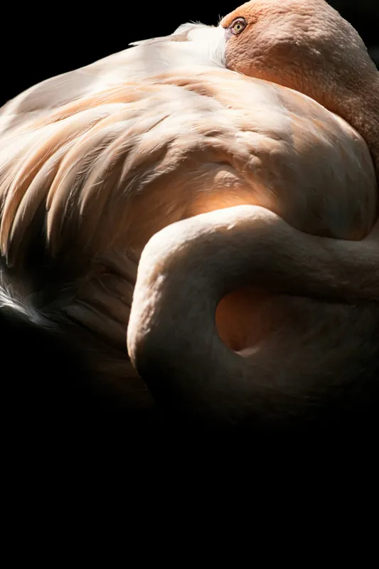 Tablou Canvas, "Flamingo în lumina blândă a soarelui", Flamingo, Eleganță, Lumină, Textură, Contrast, Încovoiat, Grație, Serenitate, 26 x 39 cm – poza 2