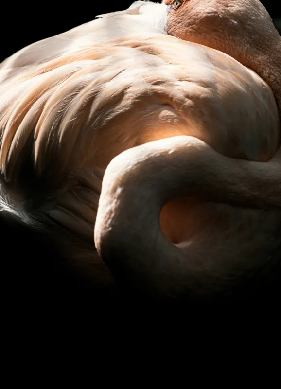 Tablou Canvas, "Flamingo în lumina blândă a soarelui", Flamingo, Eleganță, Lumină, Textură, Contrast, Încovoiat, Grație, Serenitate, 39 x 54 cm – poza 2