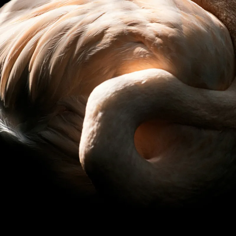 Tablou Canvas, "Flamingo în lumina blândă a soarelui", Flamingo, Eleganță, Lumină, Textură, Contrast, Încovoiat, Grație, Serenitate, 50 x 50 cm – poza 2