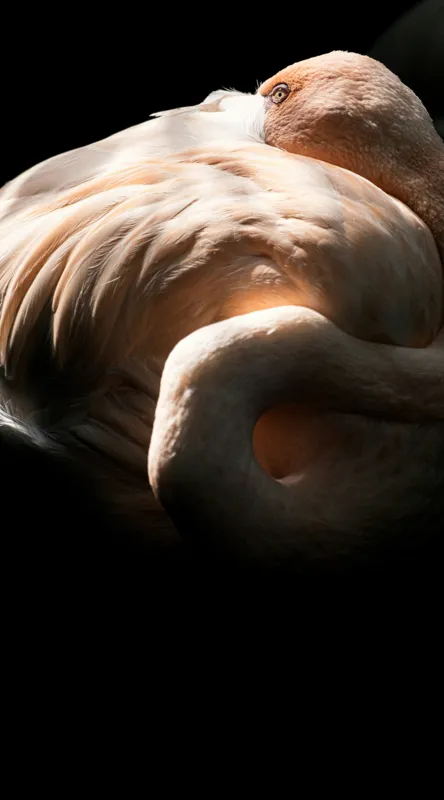 Tablou Canvas, "Flamingo în lumina blândă a soarelui", Flamingo, Eleganță, Lumină, Textură, Contrast, Încovoiat, Grație, Serenitate, 50 x 90 cm – poza 2