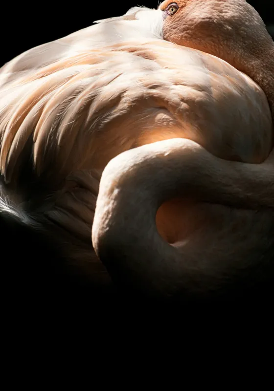 Tablou Canvas, "Flamingo în lumina blândă a soarelui", Flamingo, Eleganță, Lumină, Textură, Contrast, Încovoiat, Grație, Serenitate, 70 x 100 cm – poza 2