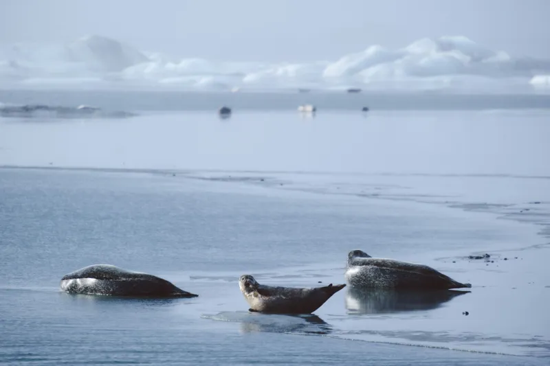 Tablou Canvas, "Foci odihnindu-se pe gheață albastră", Focă, Gheață, Ocean, Cer, Liniște, Natură, Relaxare, Albastru, Frig, Întindere, 150 x 100 cm – poza 2