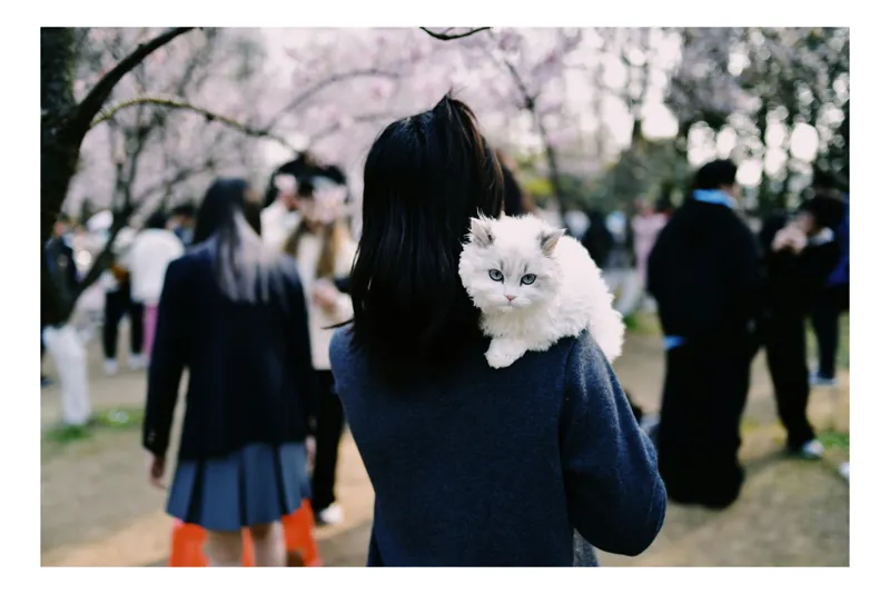 Tablou Canvas, "Micuța pisică și agitația urbană", Pisoi, Fluffy, Albastru, Privire, Parcuri, Primăvară, Agitație, Copac, Haine, Mână, Peisaj, Persoane., 50 x 50 cm