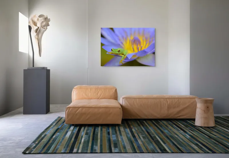 Tablou Canvas, "Broasca verde pe floare violetă", Floare, Broască, Violet, Galben, Petale, Natură, Contrast, Frumusețe, Delicatețe, Culoare., 100 x 70 cm – poza 7