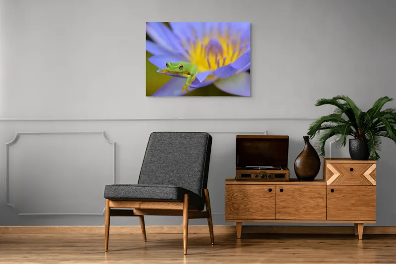 Tablou Canvas, "Broasca verde pe floare violetă", Floare, Broască, Violet, Galben, Petale, Natură, Contrast, Frumusețe, Delicatețe, Culoare., 100 x 70 cm – poza 8
