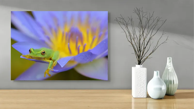 Tablou Canvas, "Broasca verde pe floare violetă", Floare, Broască, Violet, Galben, Petale, Natură, Contrast, Frumusețe, Delicatețe, Culoare., 70 x 50 cm – poza 3