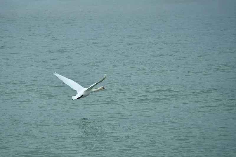 Tablou Canvas, "Liniștea unui zbor solitar", Grațiozitate, Libertate, Natură, Liniște, Reflecție, Zbor, Serenitate, 150 x 100 cm – poza 2