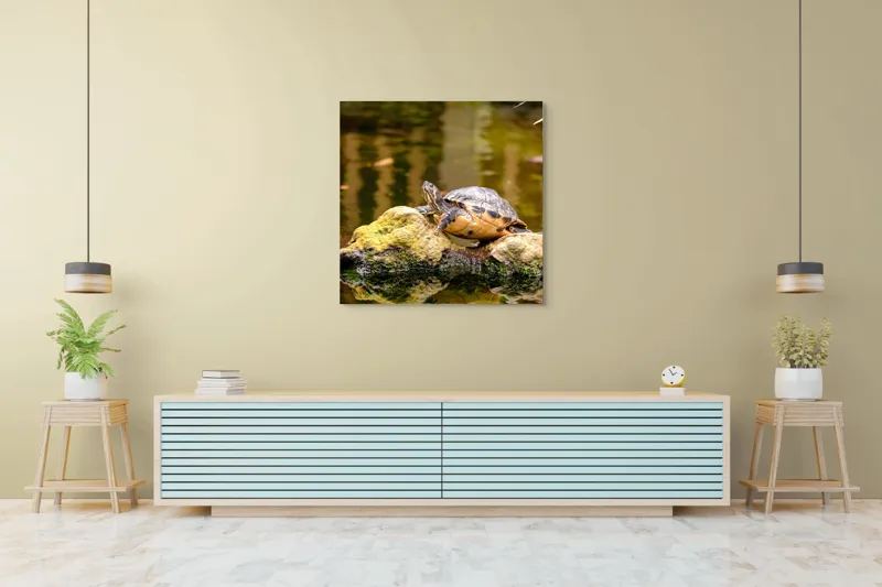 Tablou Canvas, "Broasca țestoasă pe piatra însorită", Broască Țestoasă, Stâncă, Apă, Reflecții, Natură, Culori, Pacea., 100 x 100 cm – poza 5