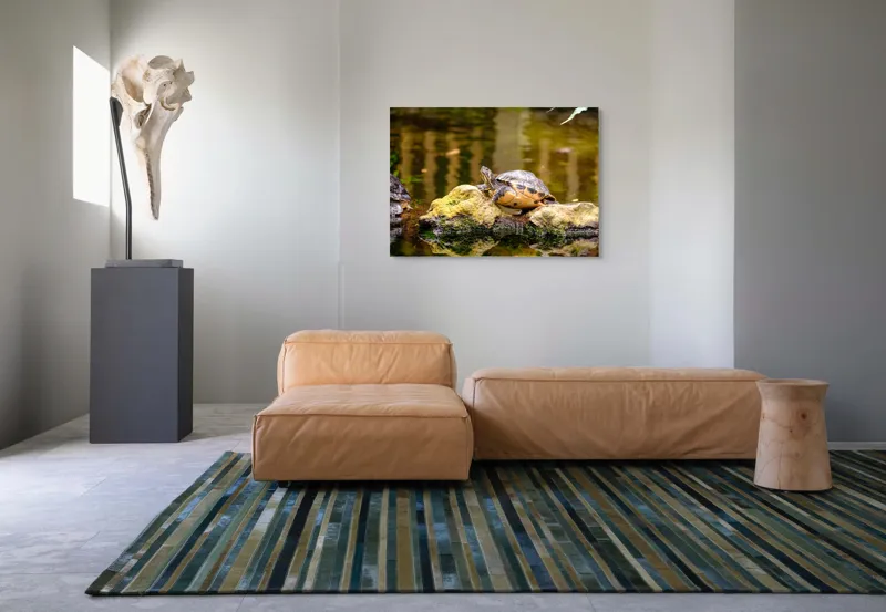 Tablou Canvas, "Broasca țestoasă pe piatra însorită", Broască Țestoasă, Stâncă, Apă, Reflecții, Natură, Culori, Pacea., 100 x 70 cm – poza 7