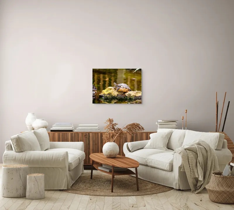 Tablou Canvas, "Broasca țestoasă pe piatra însorită", Broască Țestoasă, Stâncă, Apă, Reflecții, Natură, Culori, Pacea., 70 x 50 cm – poza 6