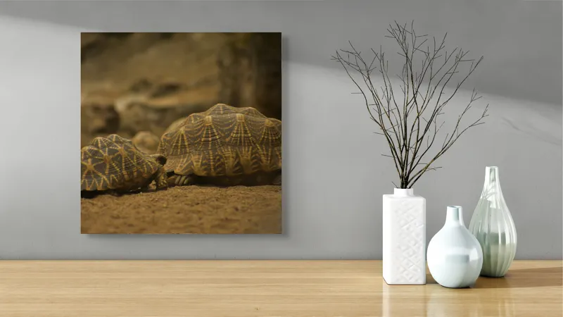 Tablou Canvas, "Țestoasele în căutarea soarelui", Țestoase, Nisip, Carapace, Model, Natură, Reptile, Tranquilitate, Pământiu, Detaliu., 50 x 50 cm – poza 3