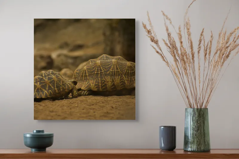 Tablou Canvas, "Țestoasele în căutarea soarelui", Țestoase, Nisip, Carapace, Model, Natură, Reptile, Tranquilitate, Pământiu, Detaliu., 50 x 50 cm – poza 4