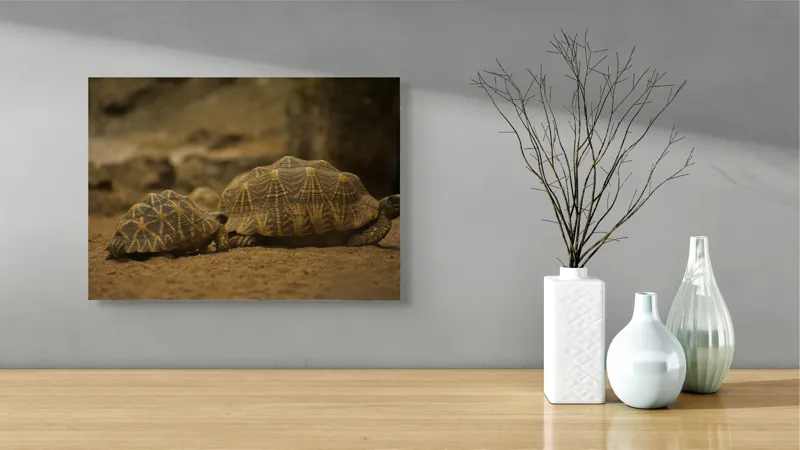 Tablou Canvas, "Țestoasele în căutarea soarelui", Țestoase, Nisip, Carapace, Model, Natură, Reptile, Tranquilitate, Pământiu, Detaliu., 54 x 39 cm – poza 3