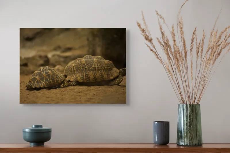 Tablou Canvas, "Țestoasele în căutarea soarelui", Țestoase, Nisip, Carapace, Model, Natură, Reptile, Tranquilitate, Pământiu, Detaliu., 54 x 39 cm – poza 4